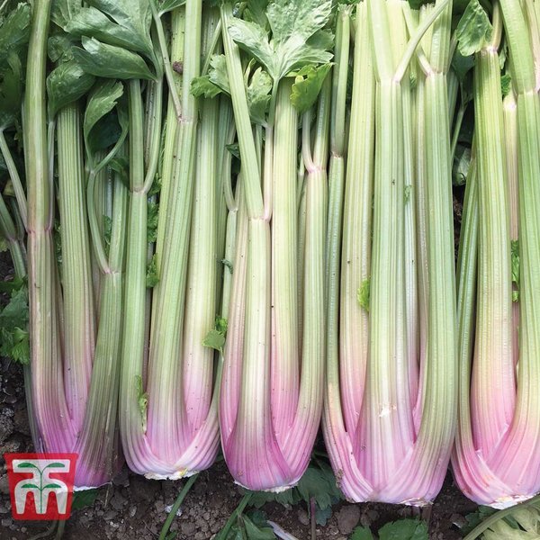 Celery 'Blush' (Self Blanching) - Seeds