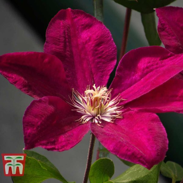 Clematis 'John Howells'