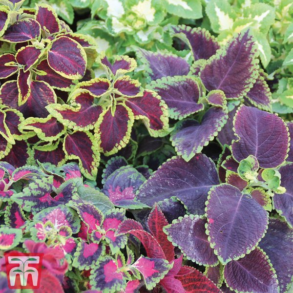 Coleus 'Wizard Mix' - Seeds