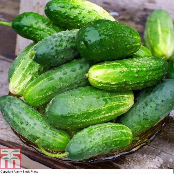 Cucumber 'Goblin' F1 - Seeds