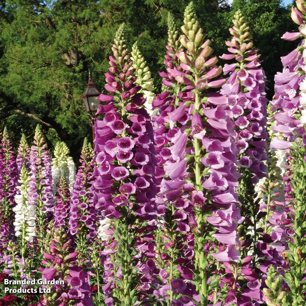 Foxglove 'Excelsior Hybrids'
