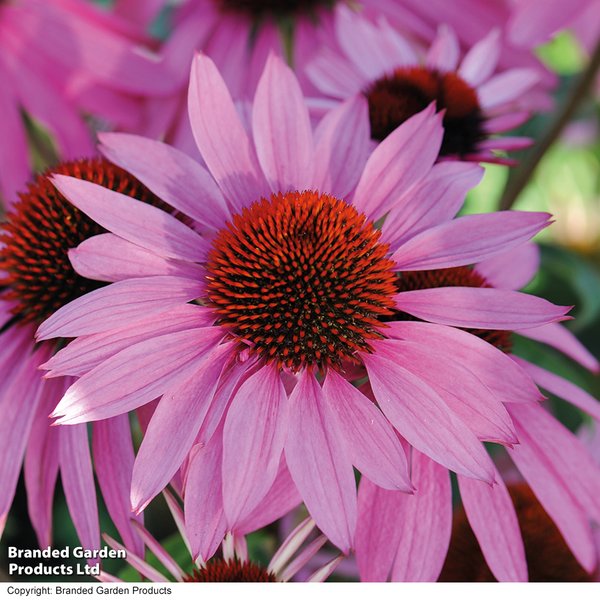 Echinacea 'Nectar Pink'