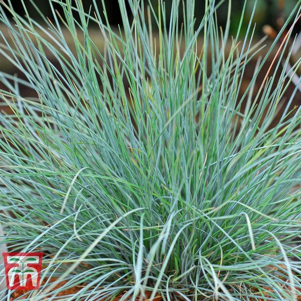 Festuca glauca 'Elijah Blue'