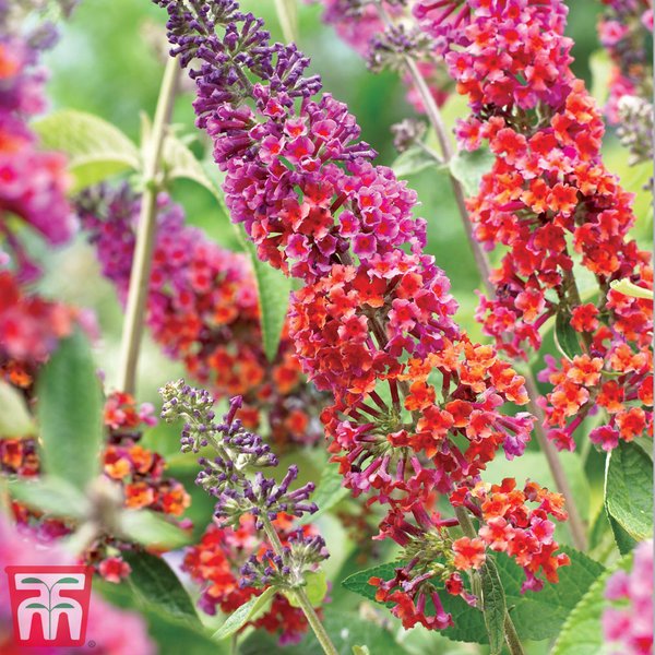 Buddleja 'Flower Power'
