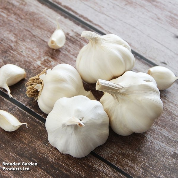Garlic 'Solent Wight' (Spring/Autumn)