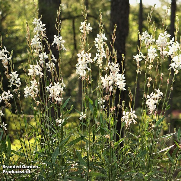 Gaura lindheimeri