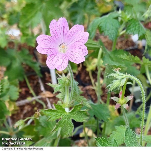Geranium oxonianum 'Claridge Druce'