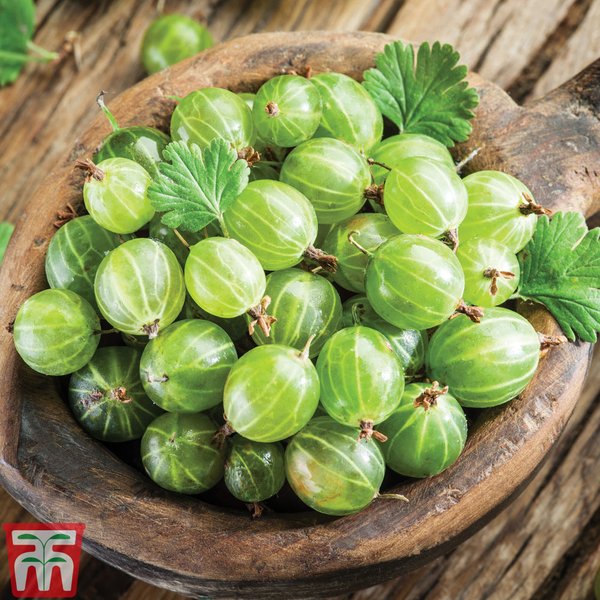 Gooseberry 'Invicta' (Early Season)
