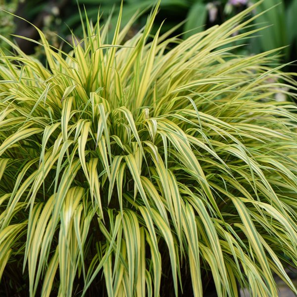 Hakonechloa macra 'Aureola'