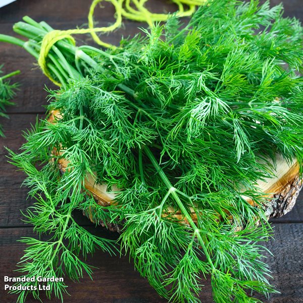 Dill - Herb Seeds
