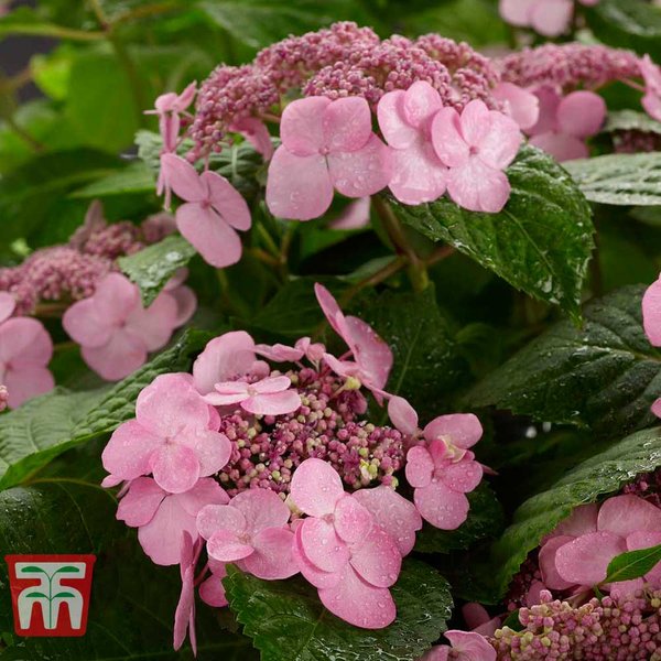 Hydrangea 'Endless Summer® Twist-n-Shout'