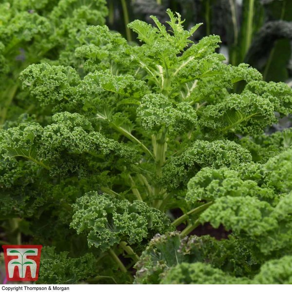 Kale 'Reflex' F1 - Seeds