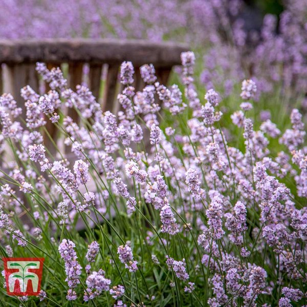 Lavender spicata 'Rosea' - Seeds