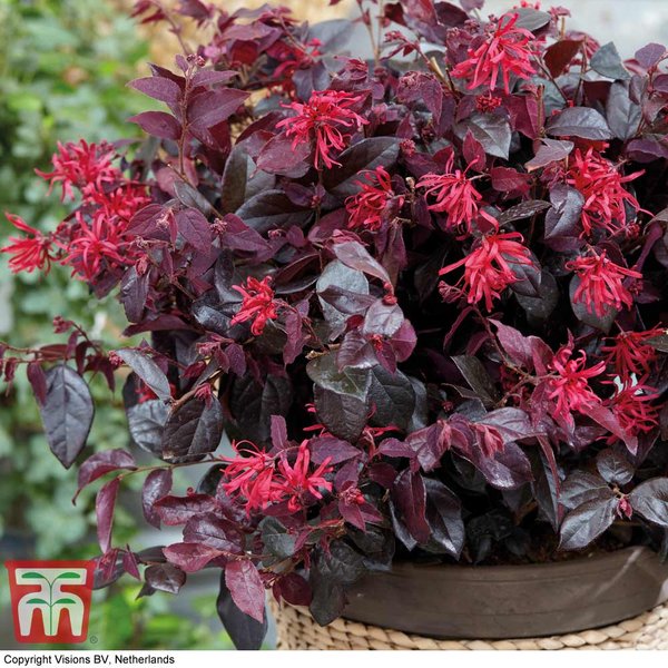 Loropetalum chinense var. rubrum 'Ever Red'