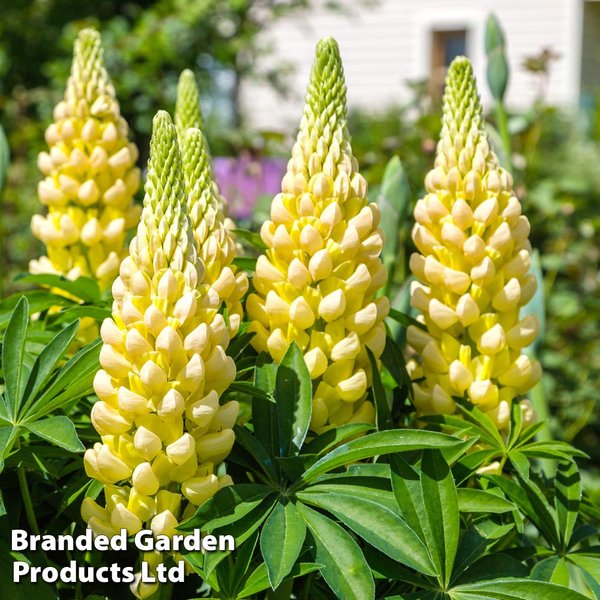 Lupin 'Chandelier'