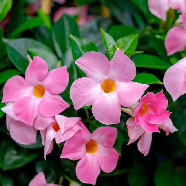 Mandevilla sanderi 'Bloom Bells® Pink'