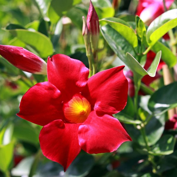 Mandevilla sanderi 'Bloom Bells® Red'
