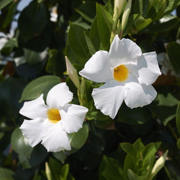 Mandevilla sanderi 'Bloom Bells® White'