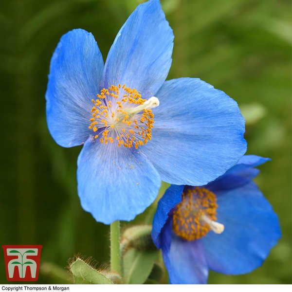 Meconopsis 'Lingholm'