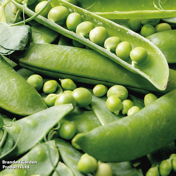 Pea 'Rondo' (Maincrop) - Seeds