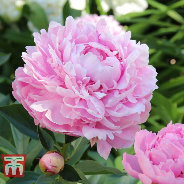 Peony 'Sarah Bernhardt'