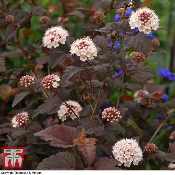 Physocarpus opulifolius 'Lady In Red'