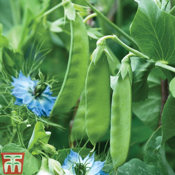 Pea 'Snow Wind' (Mangetout) - AGM Collection Seeds