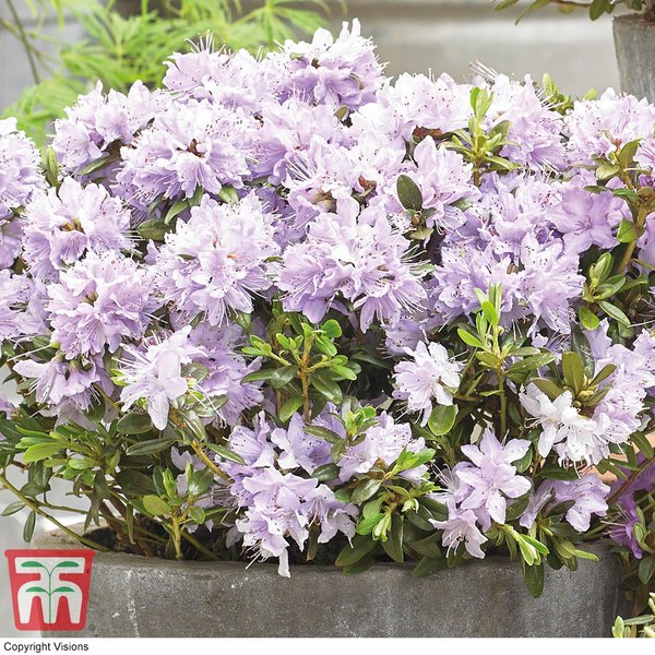 Rhododendron 'Gristede'