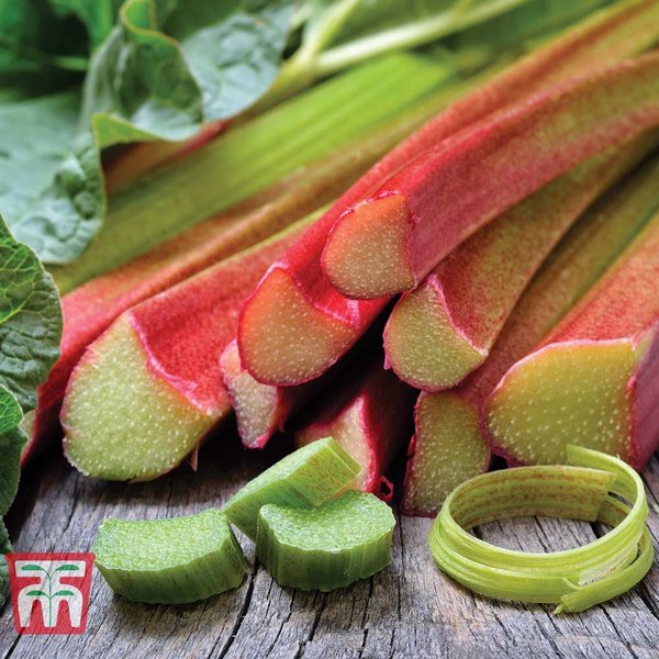 Rhubarb 'Champagne' (Spring/Autumn)