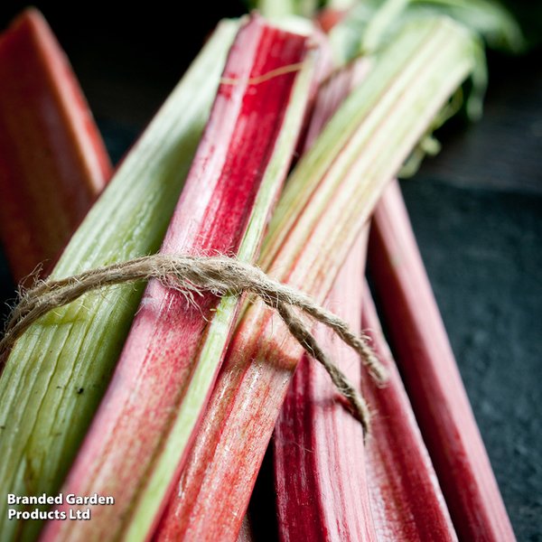 Rhubarb 'Victoria' (Late Season)