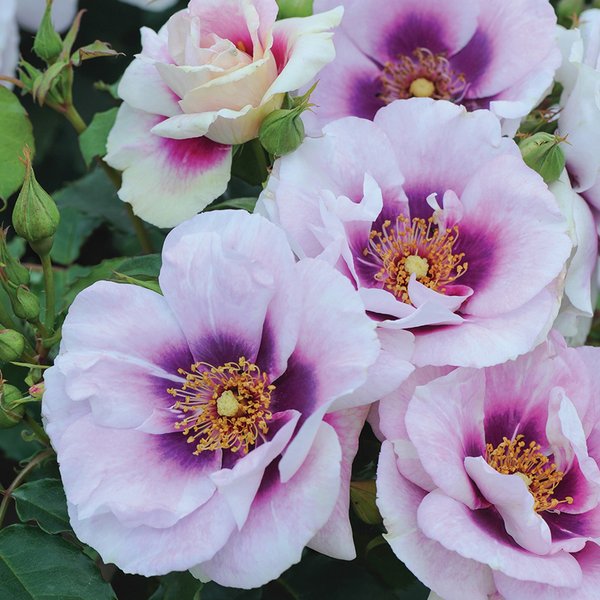 Rose 'Blue Eyes' (Floribunda Rose)