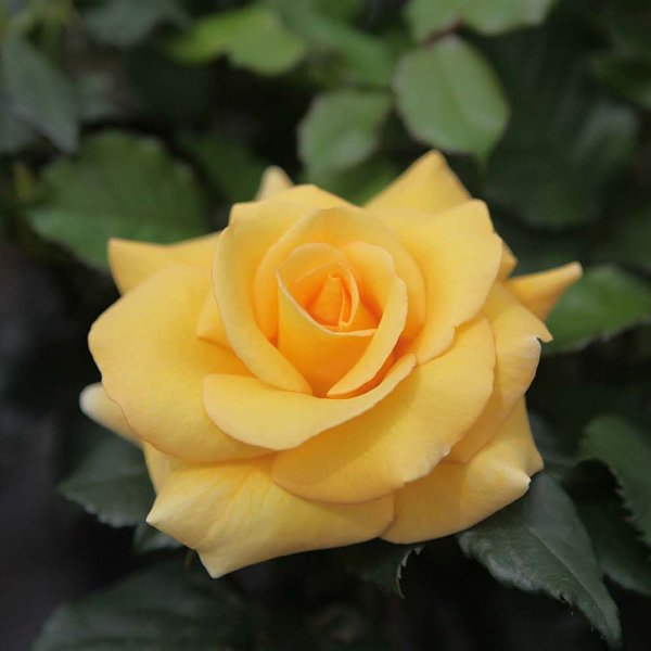 Rose 'Mellgold' (Shrub Rose)