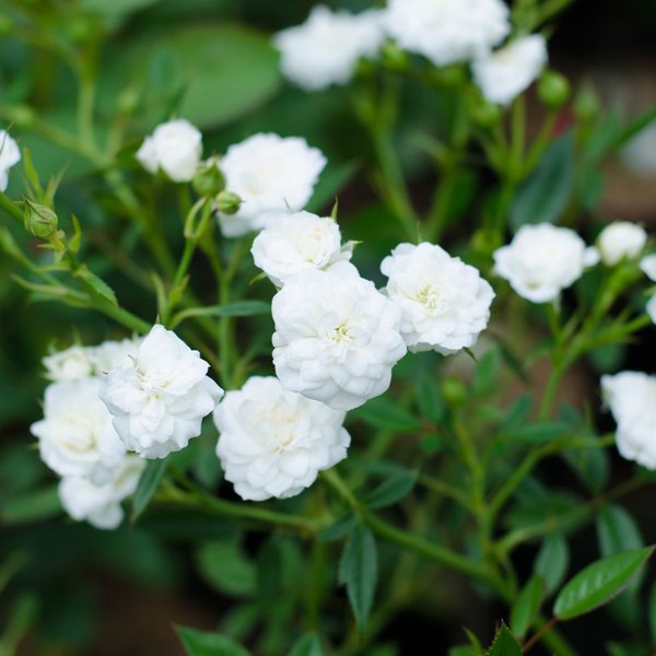 Rose 'White Fairy' (Polyantha)