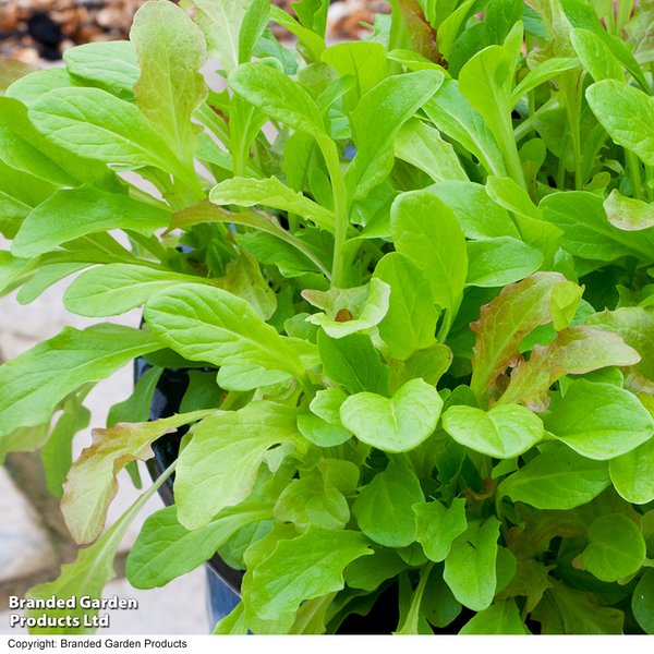 Salad Leaves 'Mesclun' Mix - Seeds