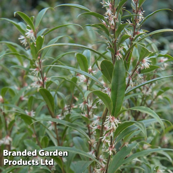 Sarcococca hookeriana var. digyna 'Purple Stem'