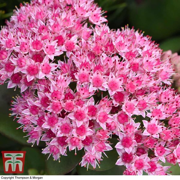 Sedum 'Matrona'