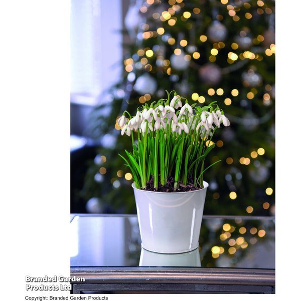 Single Snowdrops - Gift