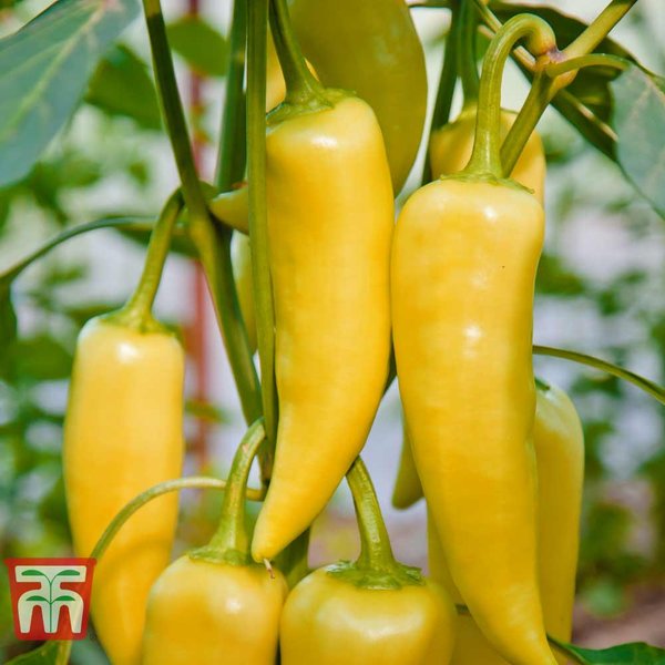 Sweet Pepper 'Astor' F1 - Seeds