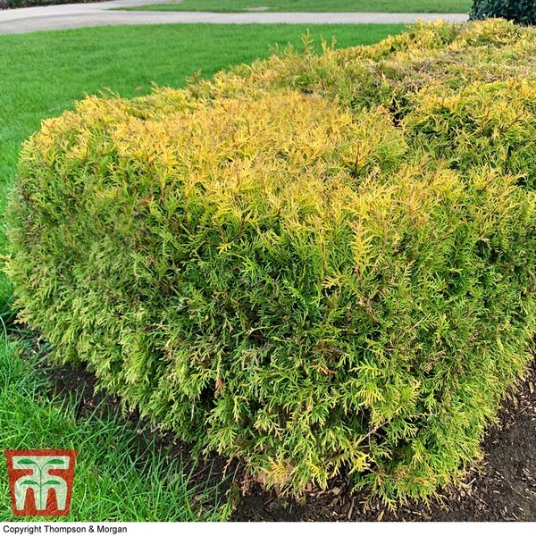 Thuja occidentalis 'Rheingold'