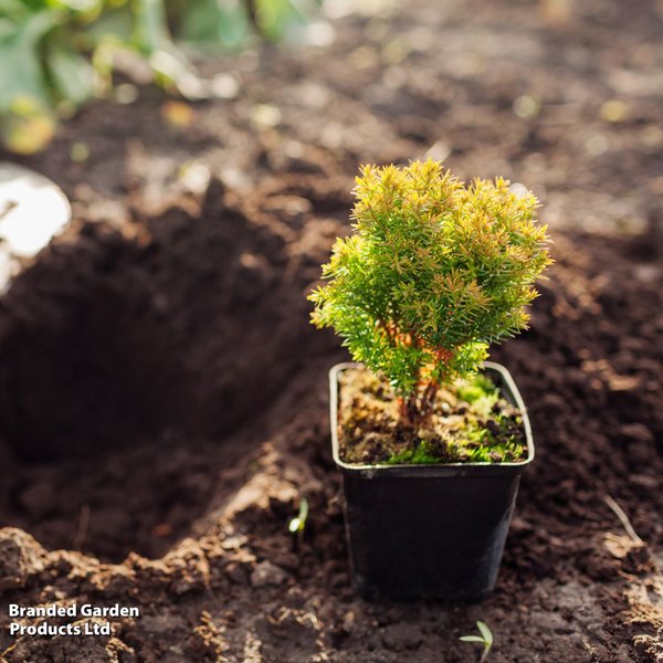 Thuja occidentalis 'Anniek'