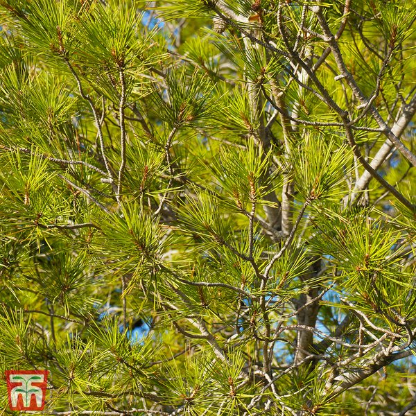 Pinus x schwerinii 'Wiethorst'