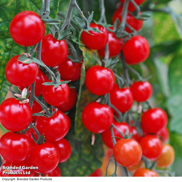 Tomato 'Sweet Aperitif'