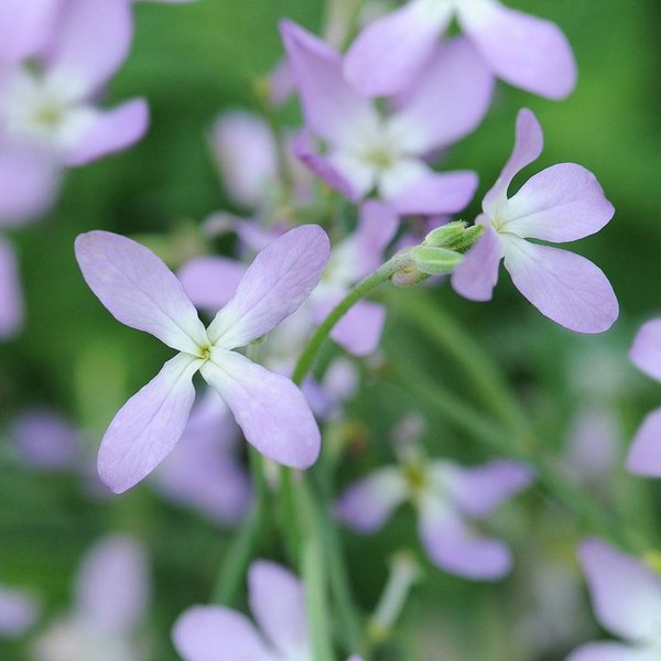 Stocks 'Night Scented' - Seeds