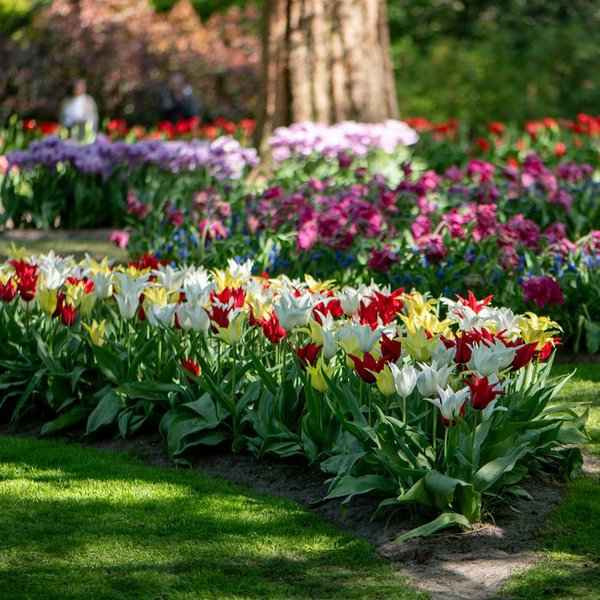 Tulip 'Elegant Mix'