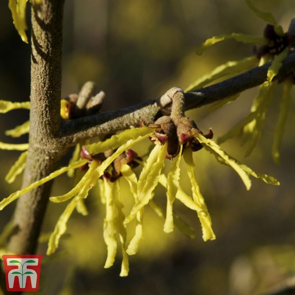 Hamamelis x intermedia 'Arnold Promise'