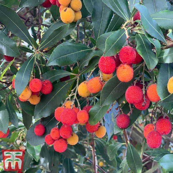 Arbutus unedo