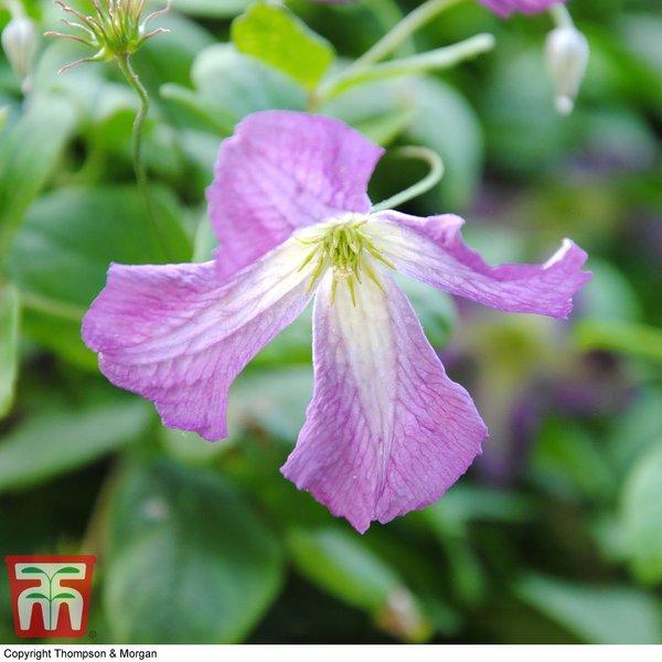 Clematis viticella