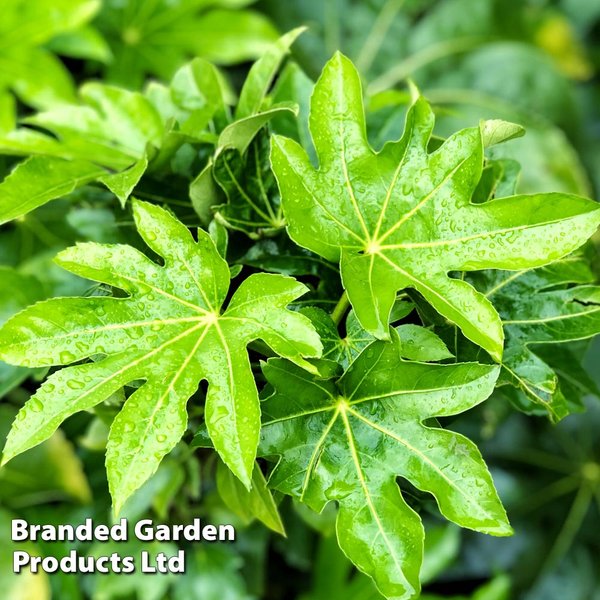 Fatsia japonica