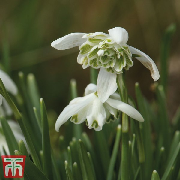 Snowdrop (Double-flowered)