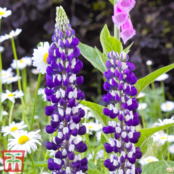 Lupin 'The Governor'